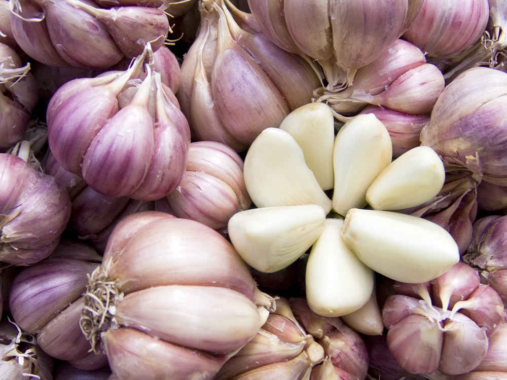 garlic secrets