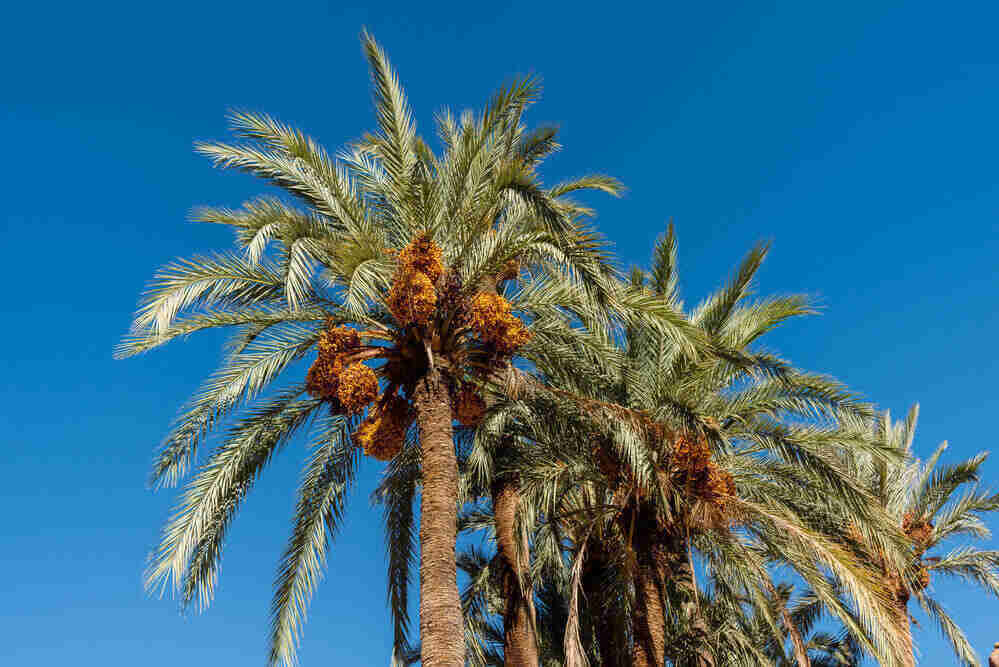date palms loaded with dates